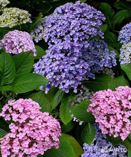 Питомник-С реализует крупнолистовые гортензии