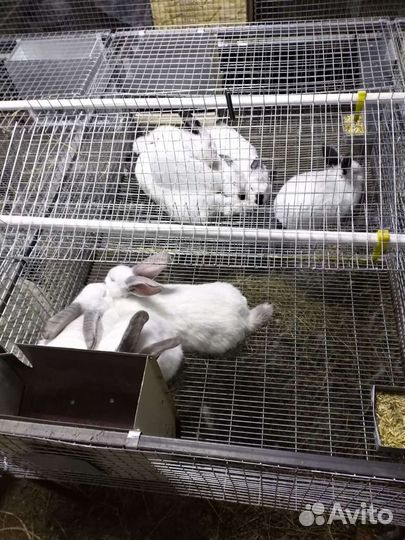 Клетки для кроликов