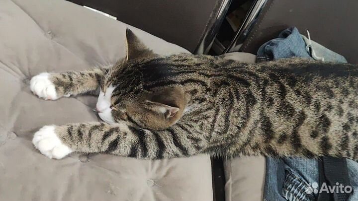 Продам котенка 6 месяцев помесь смесь шотландца и