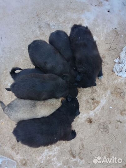 Щенки в дар