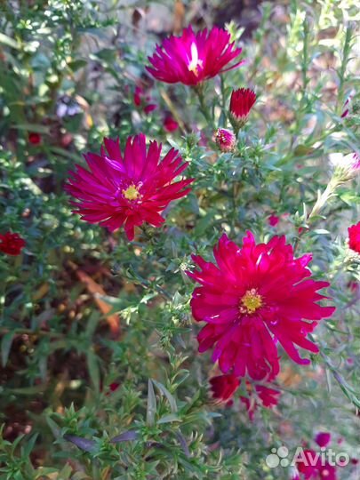 Продаю рассаду, осенние астры