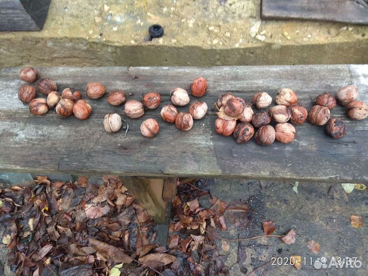 Саженцы грецкого ореха, черешни и алычи