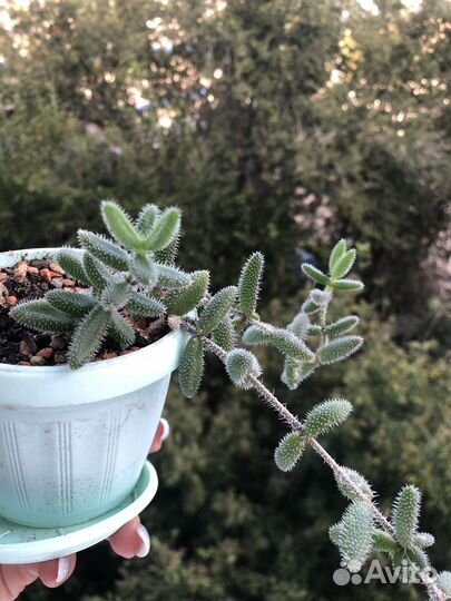 Суккуленты