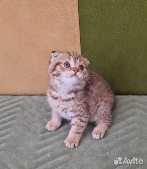 Шотландская