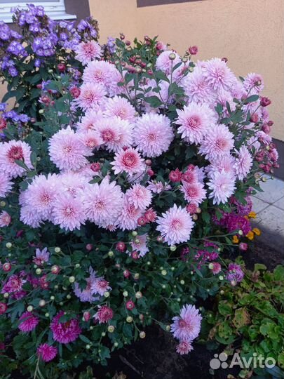 Многолетние садовые цветы