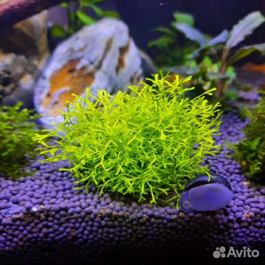 Мох риччия, Бликса Японская