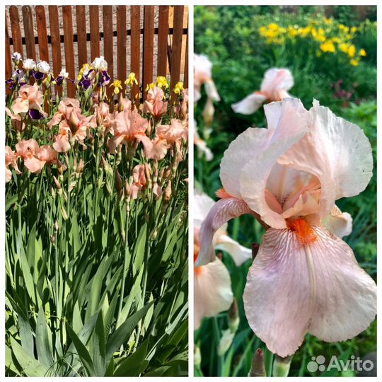 Саженцы ирисов бородатых
