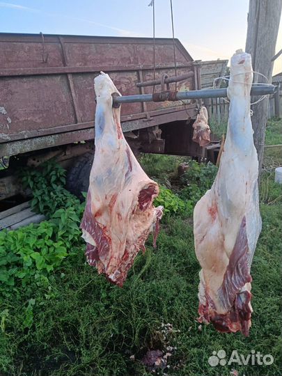 Мясо говядина халяль оптом тушами с доставкой