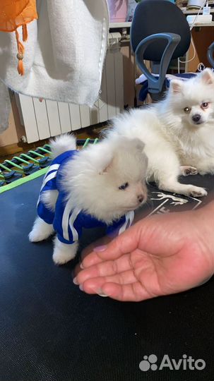 Померанский шпиц