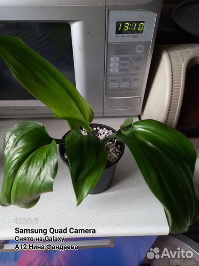 Эухарис амазонская лилия