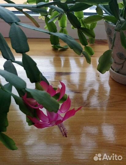 Декабрист зигокактус взрослый цветущий