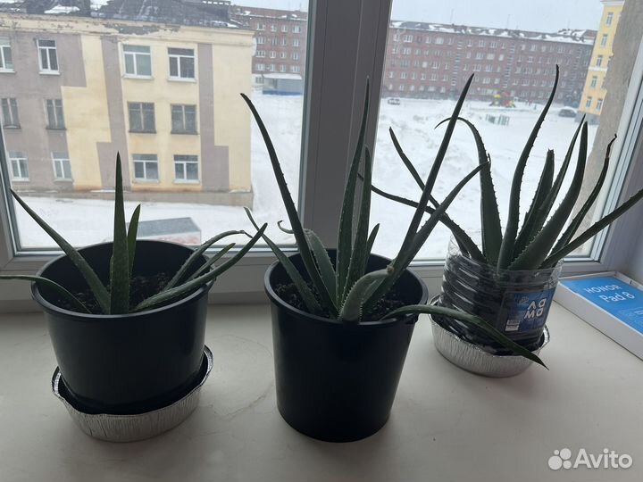 Алоэ лечебный