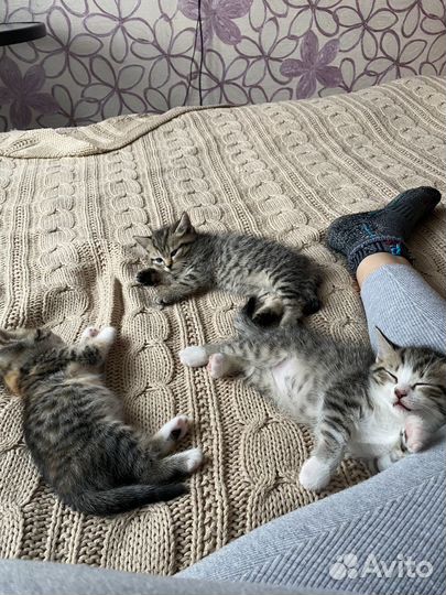 Кошечки 1.5месяца
