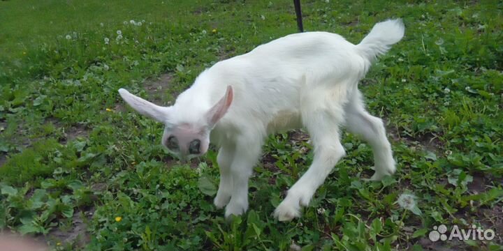 Козёл зааненский