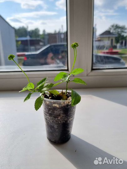 Лантана желтая