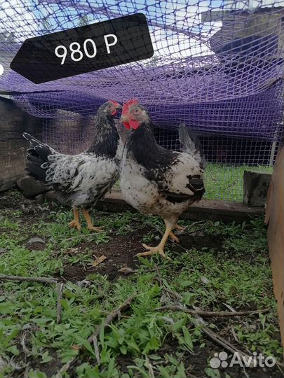 Куры И брама цыплята