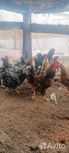 Петухи ливинские