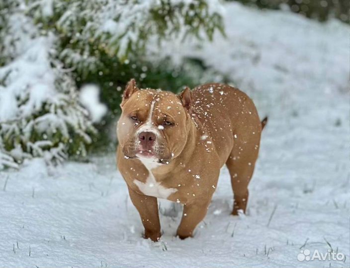 Американский булли щенок мальчик