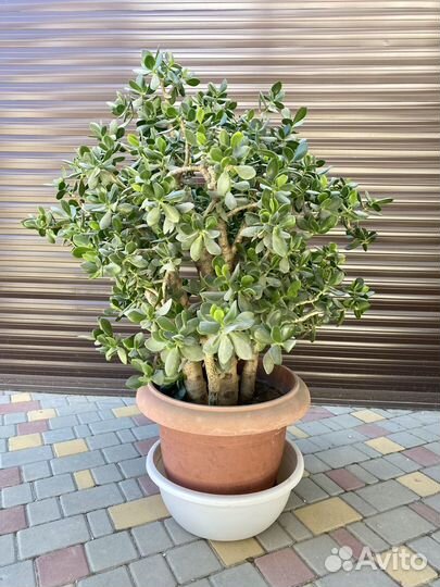 Красула толстянка большая крупная