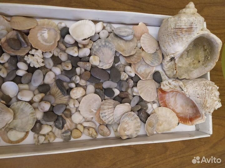 Ракушки и камушки для аквариума