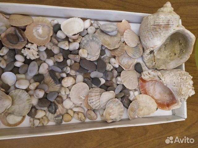 Ракушки и камушки для аквариума