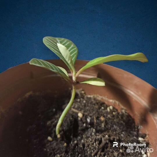 Молочай беложильчатый