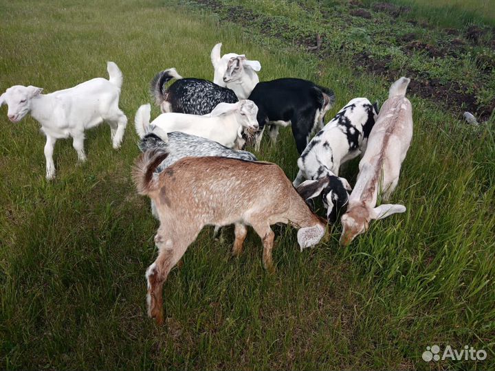 Тройная белобрысо-пятнистых