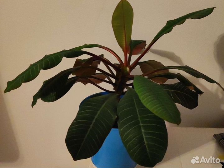 Толстянка (денежное дерево)