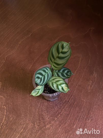 Комнатные растения3