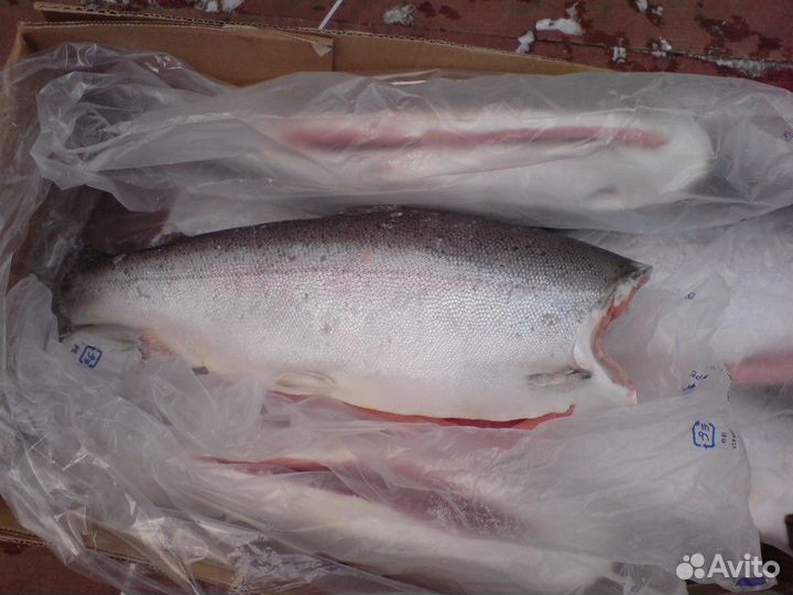 Семга Форель Кижуч