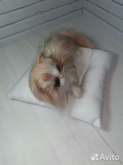 Котенок Персик