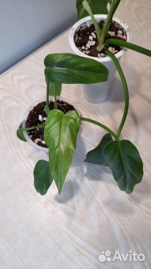 Филодендрон радиатум