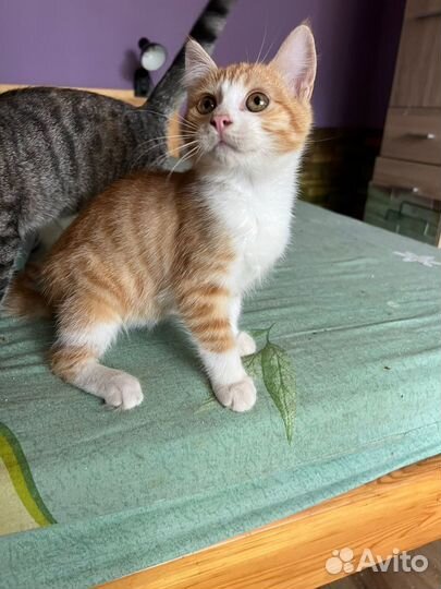 Малыш котенок