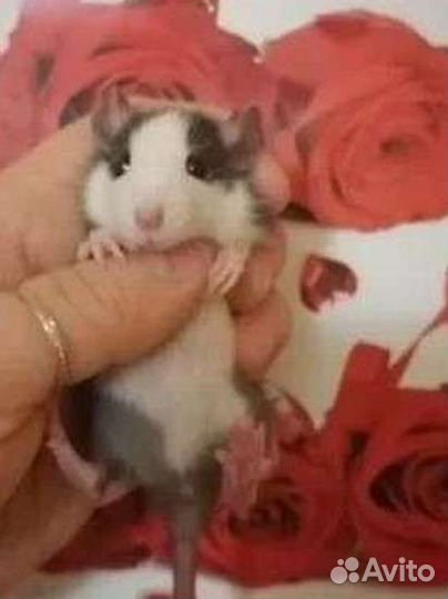 Крысята, крыски, крыса, дамбо, клетка