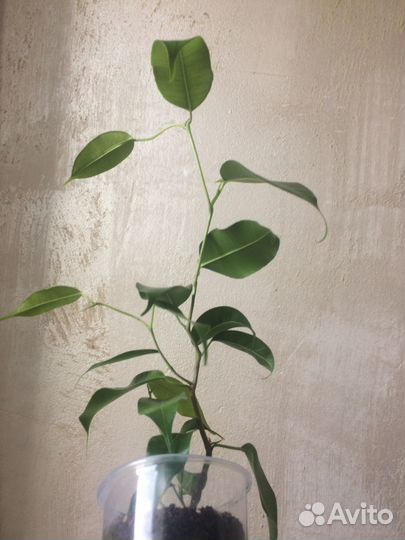 Фикус Вианди