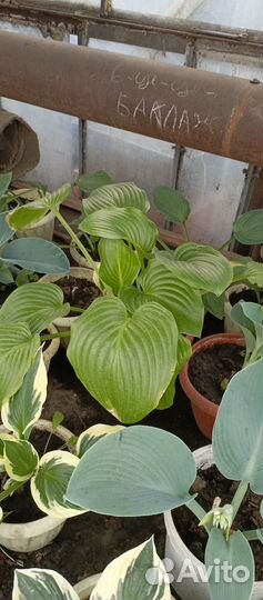 Хоста растение