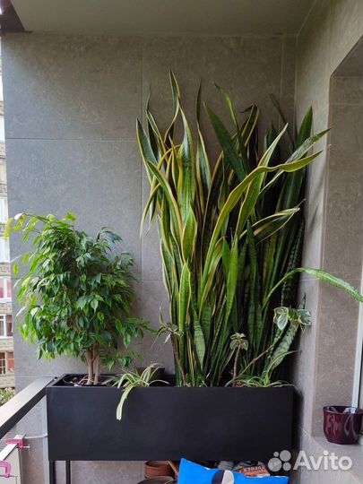 Сансивиерия