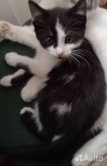 Кошка в дар