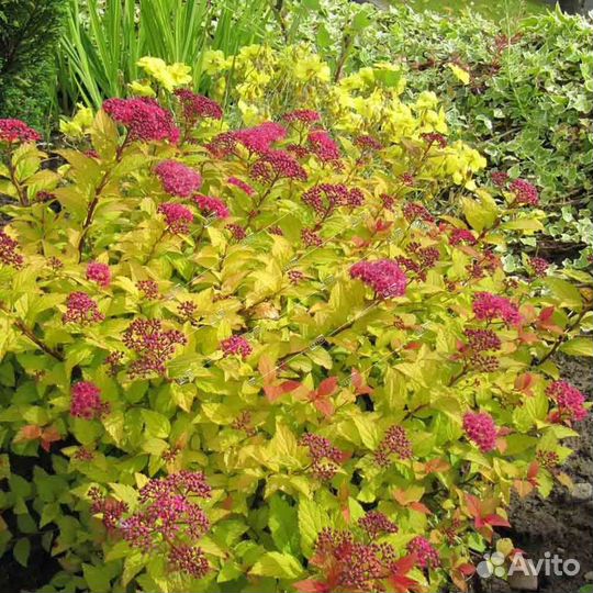 Декоративные кусты для сада/Растения/Можжевельник