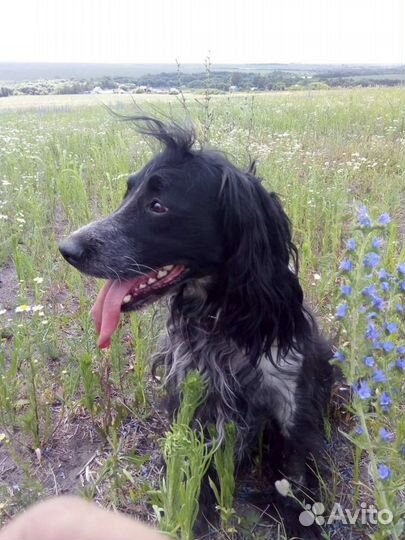 Щенки спаниеля