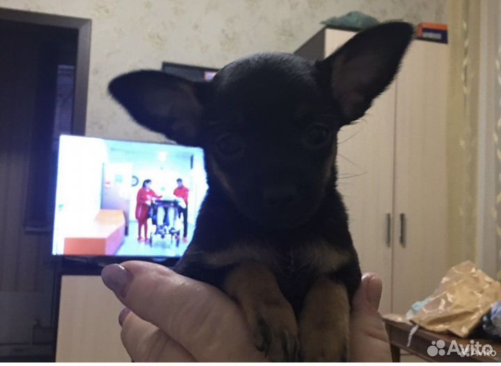 Мини той-терьер