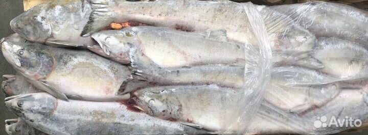 Горбуша непотрошеная