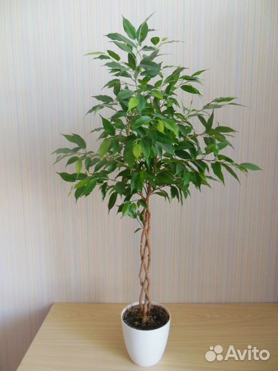 Фикусы Бенджамина