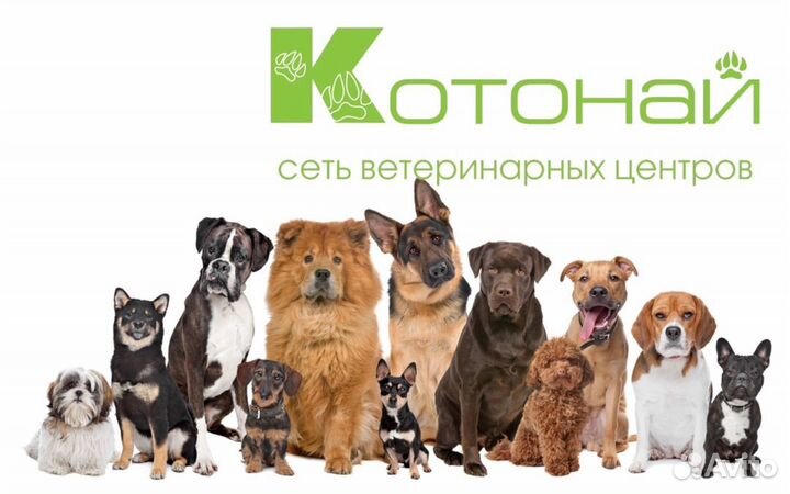 Ветеринарный помощник