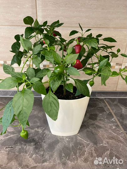 Перец кустарниковый 