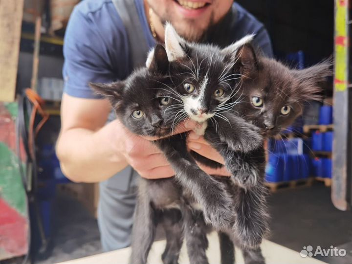 Отдам котенка в добрые руки