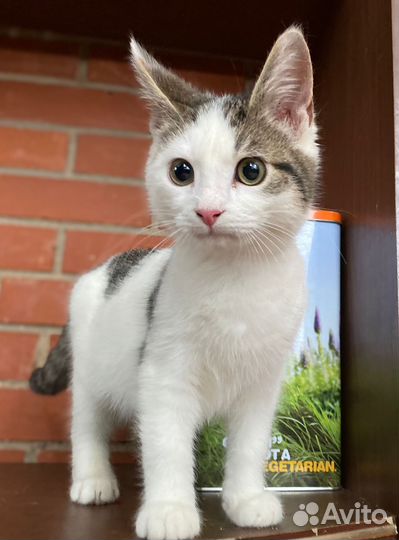 Пристраиваем котенка