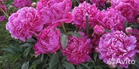 Цветы и букеты