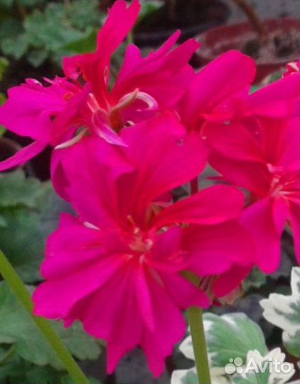 Пестролистные пеларгонии- триколор