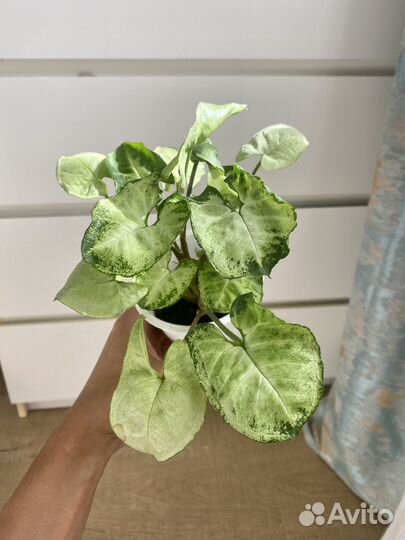 Сингониум Арроу и Арон браун